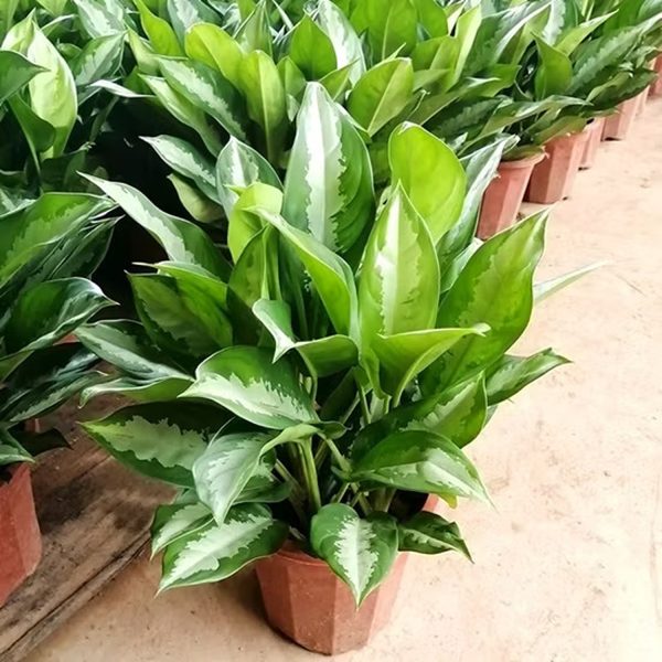 PHP-AGLAONEMA CRISPUM MLG - Image 2