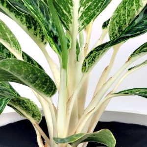 HP-AGLAONEMA MA. BEAUTY