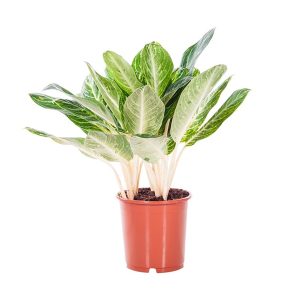 PHP-AGLAONEMA EAR. FAVOURITE