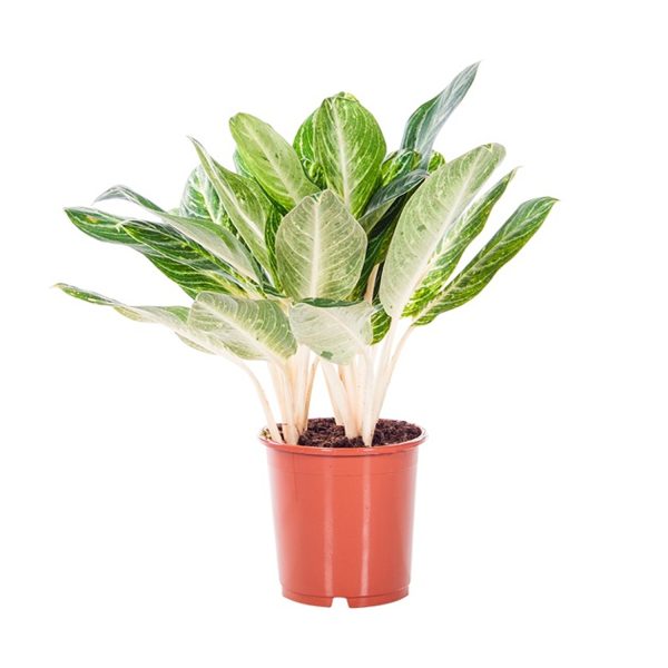 PHP-AGLAONEMA EAR. FAVOURITE