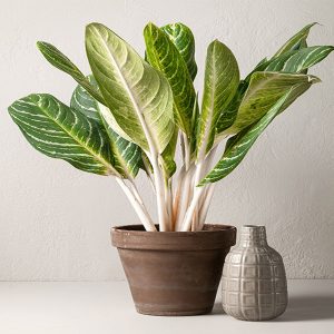 HP-AGLAONEMA MA. BEAUTY