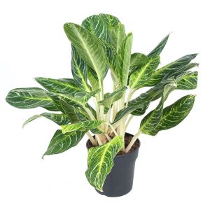 PHP-AGLAONEMA EAR. FAVOURITE