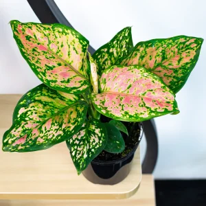 HP-AGLAONEMA EAR. HYBRID