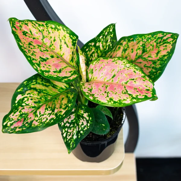 HP-AGLAONEMA EAR. HYBRID - Image 2