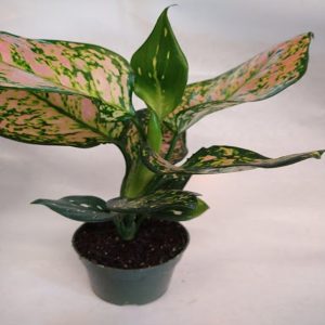 PHP-AGLAONEMA EAR. HYBRID