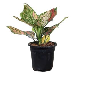 HP-AGLAONEMA EAR. HYBRID