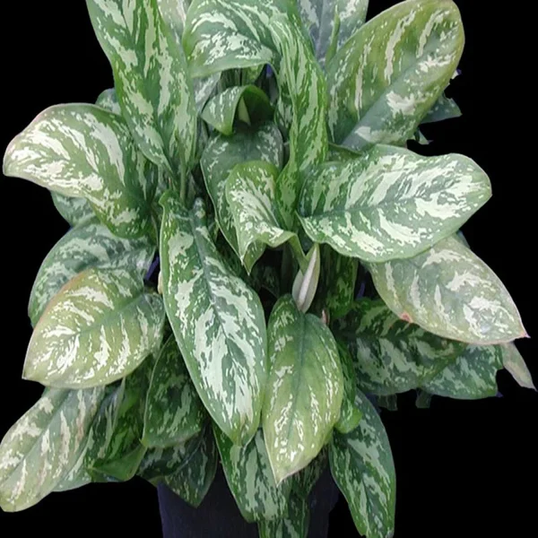 PHP-AGLAONEMA MA. BEAUTY - Image 3