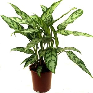 PHP-AGLAONEMA MA. BEAUTY