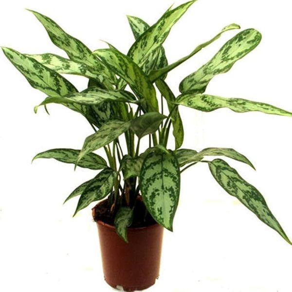 PHP-AGLAONEMA MA. BEAUTY