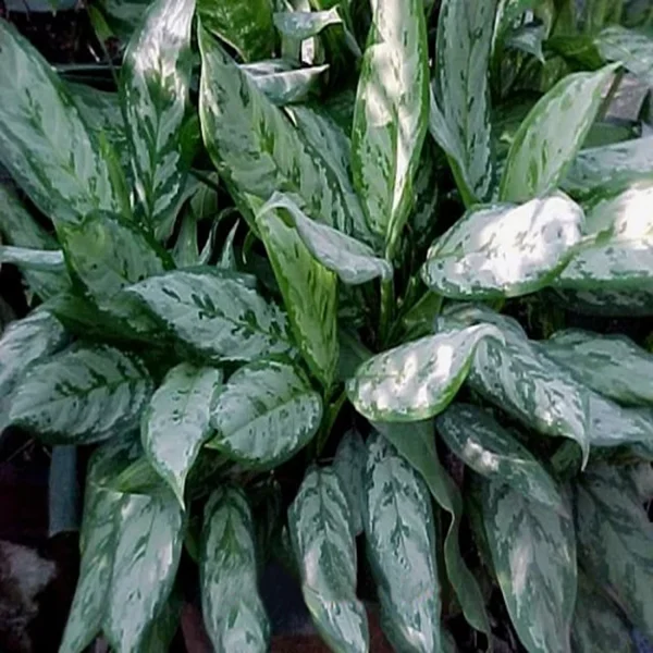 PHP-AGLAONEMA MA. BEAUTY - Image 4
