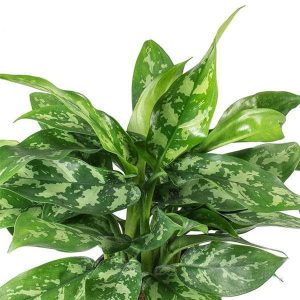 PHP-AGLAONEMA MA. BEAUTY