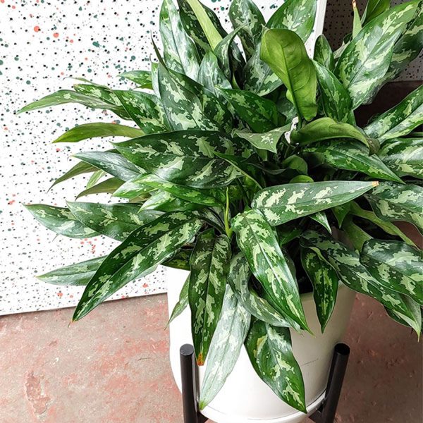 PHP-AGLAONEMA MARANTIFOLIUM - Image 3