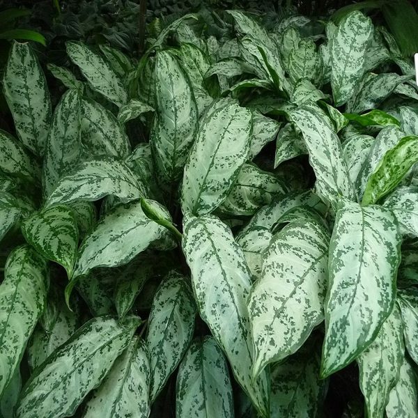 PHP-AGLAONEMA MARANTIFOLIUM - Image 4
