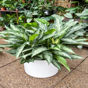 HP-AGLAONEMA MARANTIFOLIUM