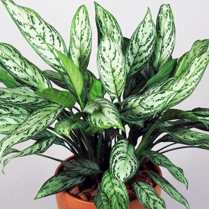 HP-AGLAONEMA MARANTIFOLIUM