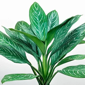 HP-AGLAONEMA NITIDUM CURTISII