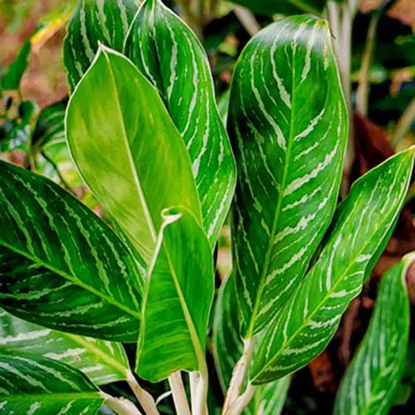 HP-AGLAONEMA NITIDUM CURTISII - Image 3