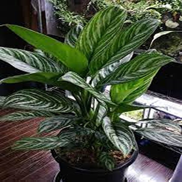 HP-AGLAONEMA NITIDUM CURTISII - Image 4