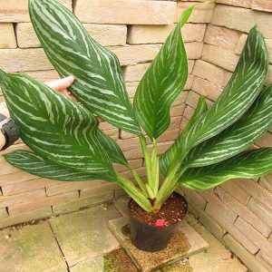 HP-AGLAONEMA NITIDUM CURTISII