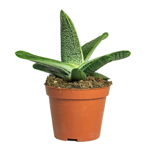 PHP-AGLAONEMA OX TONGUE - Image 2