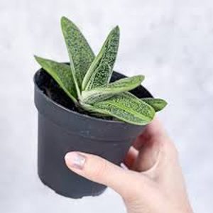 HP-AGLAONEMA OX TONGUE