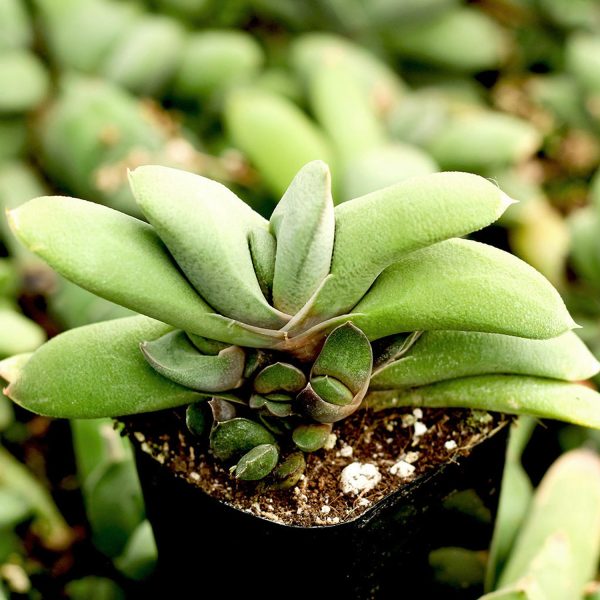PHP-AGLAONEMA OX TONGUE - Image 4