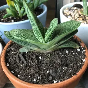 PHP-AGLAONEMA OX TONGUE