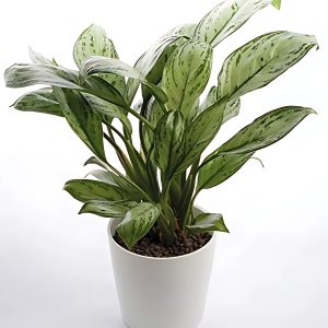 HP-AGLAONEMA P. JUNGLE