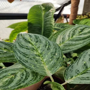 HP-AGLAONEMA P. JUNGLE