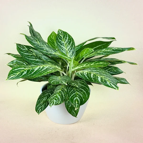 HP-AGLAONEMA P. JUNGLE - Image 3