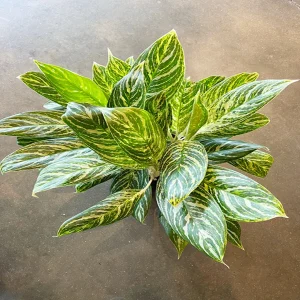 PHP-AGLAONEMA P. JUNGLE