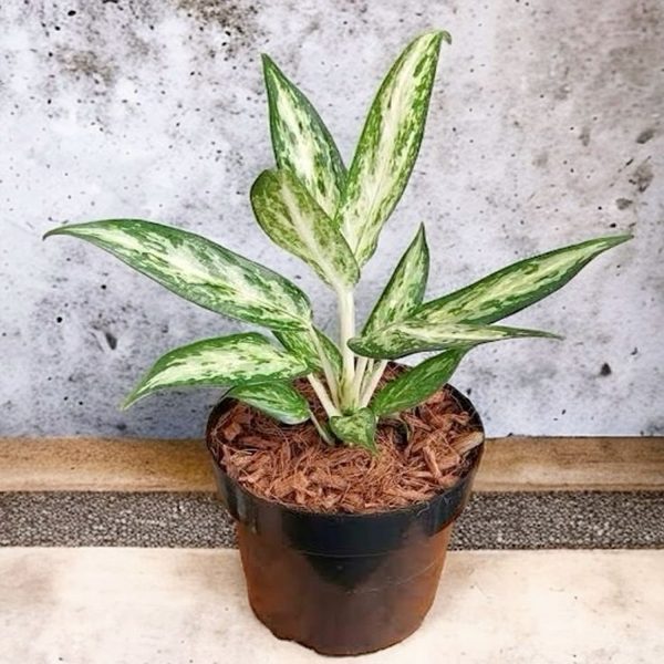PHP-AGLAONEMA PSEUDOBRACTEATUM - Image 3