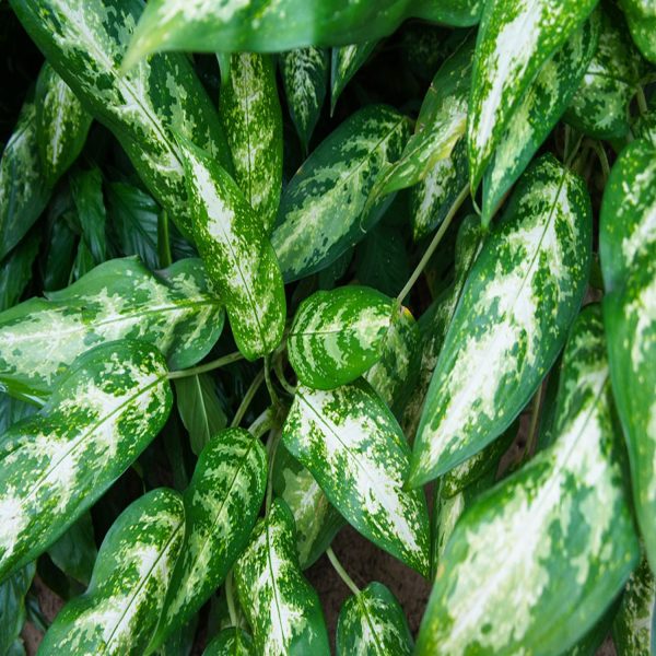 PHP-AGLAONEMA PSEUDOBRACTEATUM - Image 4