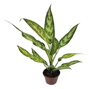 PHP-AGLAONEMA PSEUDOBRACTEATUM