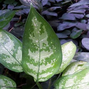 PHP-AGLAONEMA PSEUDOBRACTEATUM