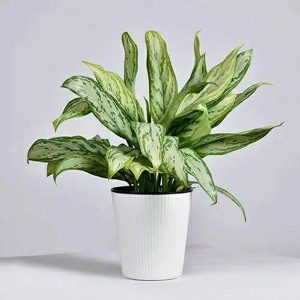 HP-AGLAONEMA SILVER KING