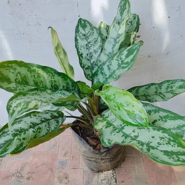 PHP-AGLAONEMA SILVER KING - Image 4