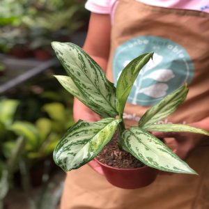 PHP-AGLAONEMA SILVER KING
