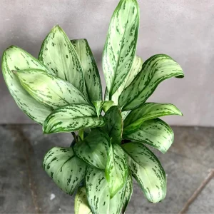 HP-AGLAONEMA SILVER KING