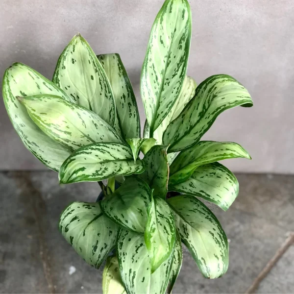 PHP-AGLAONEMA SILVER KING - Image 2