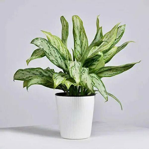 PHP-AGLAONEMA SILVER QUEEN
