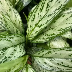 PHP-AGLAONEMA SILVER QUEEN