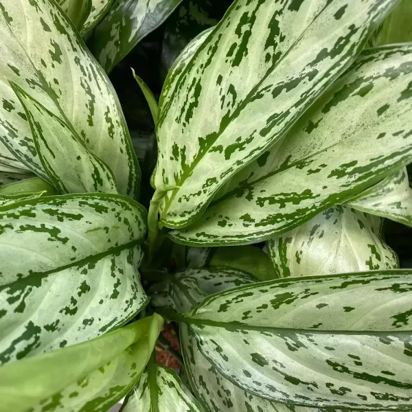 PHP-AGLAONEMA SILVER QUEEN - Image 2