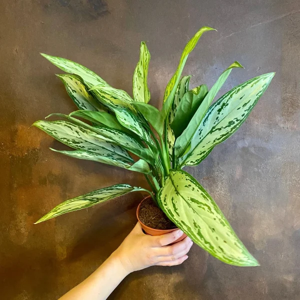 PHP-AGLAONEMA SILVER QUEEN - Image 3
