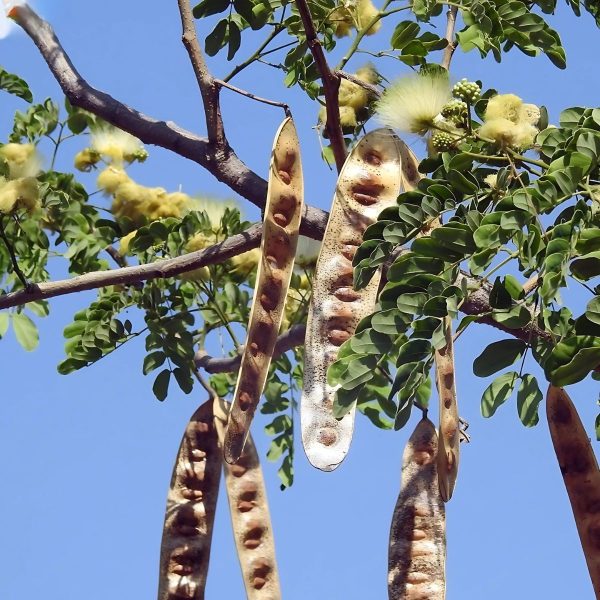 ALBIZIA LABBEK - Image 5