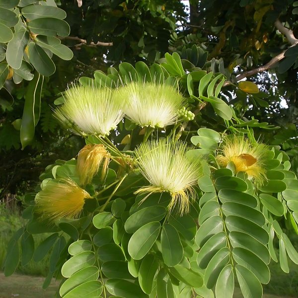 ALBIZIA LABBEK - Image 3