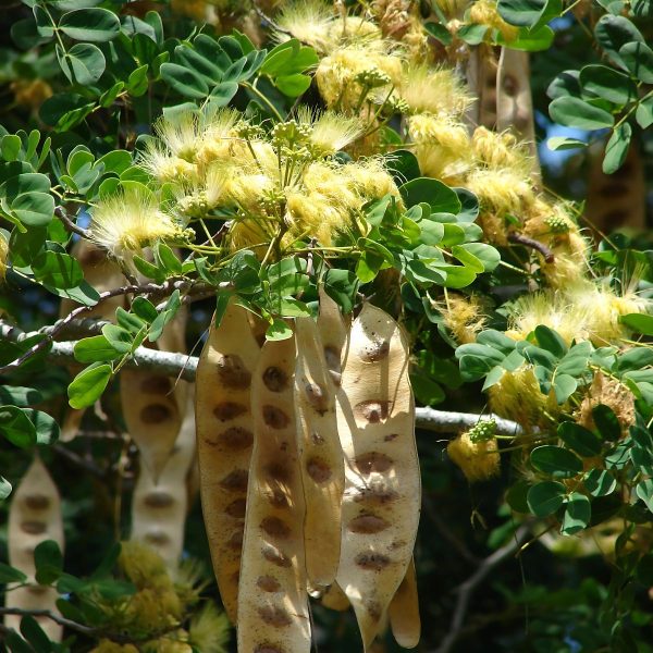 ALBIZIA LABBEK - Image 4
