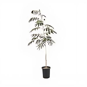 ALBIZIA LABBEK