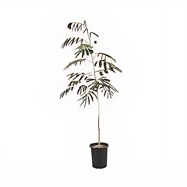 ALBIZIA LABBEK
