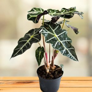 HP-ALOCASIA AMAZONICA